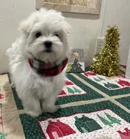 Bentley, a male Maltese for sale in Wingate, NC – Photo 3 of 9