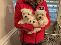 Bentley, a male Maltese for sale in Wingate, NC – Photo 8 of 9