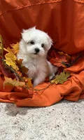 Bentley, a male Maltese for sale in Wingate, NC – Photo 5 of 9