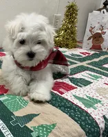 Bentley, a male Maltese for sale in Wingate, NC – Photo 1 of 9