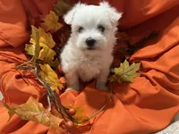 Bentley, a male Maltese for sale in Wingate, NC – Photo 7 of 9