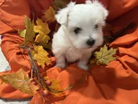Bentley, a male Maltese for sale in Wingate, NC – Photo 9 of 9