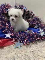 Courage, a male Maltese for sale in Wingate, NC – 2 of 2