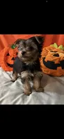 Tuck, a male Yorkshire Terrier for sale in Wingate, NC – Photo 1 of 4
