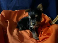 Tuck, a male Yorkshire Terrier for sale in Wingate, NC – Photo 4 of 4