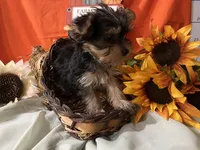 Tuck, a male Yorkshire Terrier for sale in Wingate, NC – Photo 2 of 4