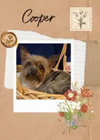 Cooper, a male Yorkshire Terrier for sale in Wingate, NC – Photo 5 of 7