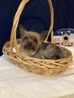 Cooper, a male Yorkshire Terrier for sale in Wingate, NC – Photo 6 of 7