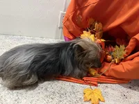 Cooper, a male Yorkshire Terrier for sale in Wingate, NC – Photo 7 of 7