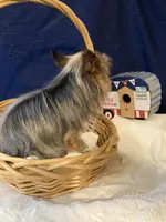 Cooper, a male Yorkshire Terrier for sale in Wingate, NC – Photo 3 of 7