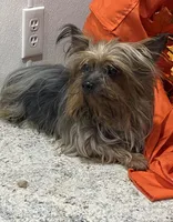 Cooper, a male Yorkshire Terrier for sale in Wingate, NC – Photo 2 of 7