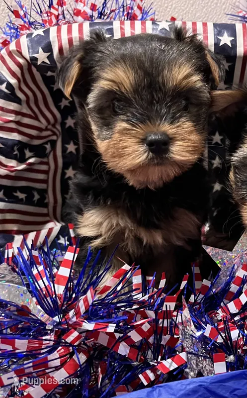 Chloe  – Yorkshire Terrier puppy for sale in Wingate, NC