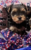 Chloe , a female Yorkshire Terrier for sale in Wingate, NC – 1 of 1
