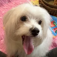 Sleet, a male Maltese for sale in Wingate, NC – Photo 1 of 9