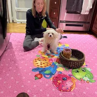Sleet, a male Maltese for sale in Wingate, NC – Photo 3 of 9