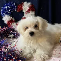 Sleet, a male Maltese for sale in Wingate, NC – Photo 8 of 9