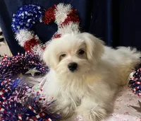 Sleet, a male Maltese for sale in Wingate, NC – Photo 8 of 9