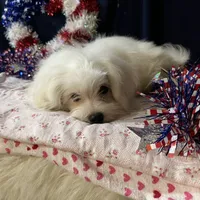 Sleet, a male Maltese for sale in Wingate, NC – Photo 7 of 9