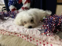 Sleet, a male Maltese for sale in Wingate, NC – Photo 7 of 9