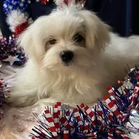 Sleet, a male Maltese for sale in Wingate, NC – Photo 4 of 9