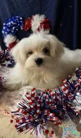 Sleet, a male Maltese for sale in Wingate, NC – Photo 4 of 9