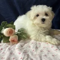 Sleet, a male Maltese for sale in Wingate, NC – Photo 6 of 9