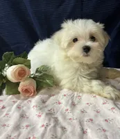Sleet, a male Maltese for sale in Wingate, NC – Photo 6 of 9
