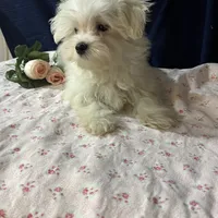 Sleet, a male Maltese for sale in Wingate, NC – Photo 9 of 9