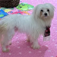 Sleet, a male Maltese for sale in Wingate, NC – Photo 2 of 9