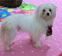 Sleet, a male Maltese for sale in Wingate, NC – Photo 2 of 9