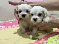 WILLOW, a female Maltese for sale in Wingate, NC – 6 of 8