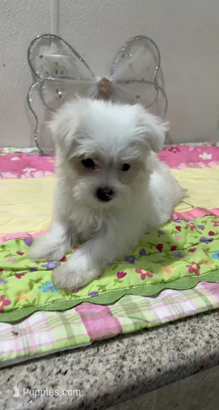 WILLOW – Maltese puppy for sale in Wingate, NC