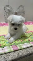 WILLOW, a female Maltese for sale in Wingate, NC – 1 of 9