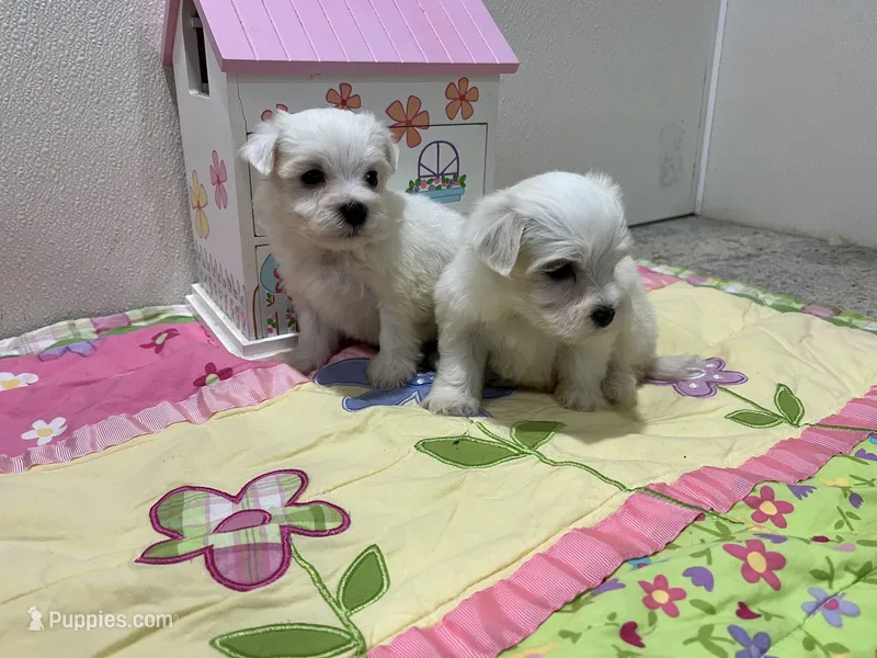 WILLOW – Maltese puppy for sale in Wingate, NC