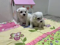 WILLOW, a female Maltese for sale in Wingate, NC – 3 of 8