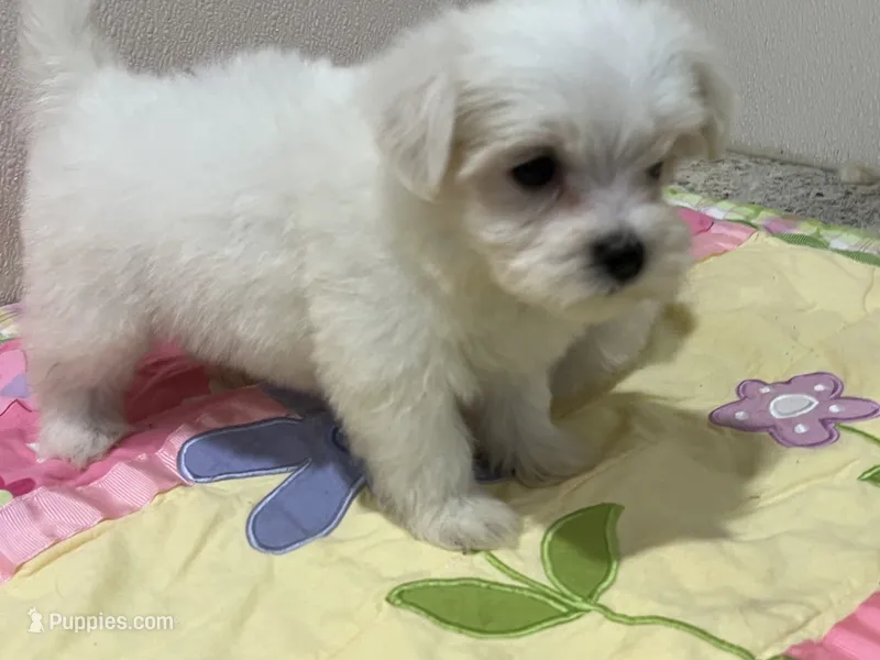 Jasper – Maltese puppy for sale in Wingate, NC