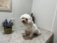 Ethan, a male Maltese for sale in Wingate, NC – Photo 2 of 3