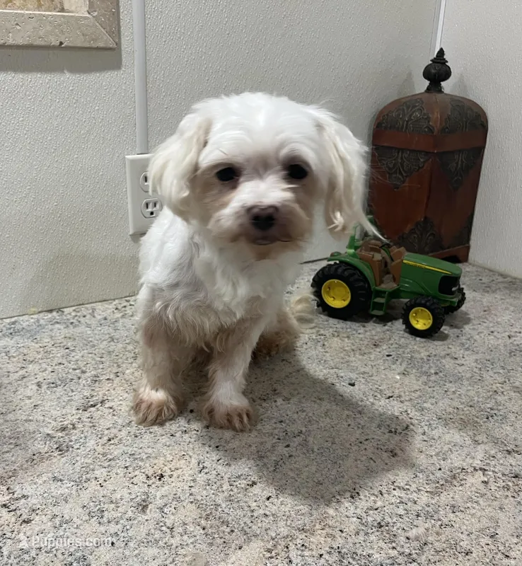 Ethan – Maltese puppy for sale in Wingate, NC