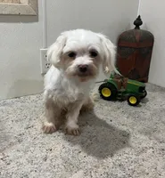 Ethan, a male Maltese for sale in Wingate, NC – Photo 7 of 8