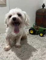 Ethan, a male Maltese for sale in Wingate, NC – Photo 6 of 8