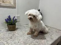 Ethan, a male Maltese for sale in Wingate, NC – Photo 3 of 3