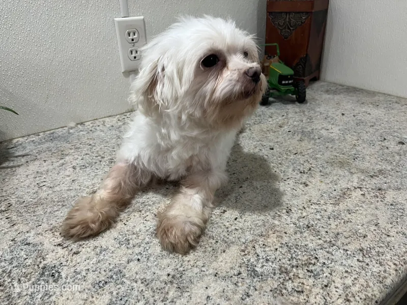 Ethan – Maltese puppy for sale in Wingate, NC