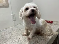 Ethan, a male Maltese for sale in Wingate, NC – Photo 8 of 8