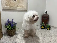 Ethan, a male Maltese for sale in Wingate, NC – Photo 3 of 8