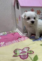 WILLOW, a female Maltese for sale in Wingate, NC – 2 of 8