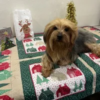 Chloe, a female Yorkshire Terrier for sale in Wingate, NC – Photo 3 of 5