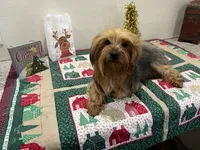 Chloe, a female Yorkshire Terrier for sale in Wingate, NC – Photo 3 of 5