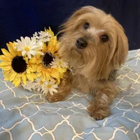 Chloe, a female Yorkshire Terrier for sale in Wingate, NC – Photo 4 of 5