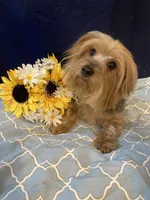 Chloe, a female Yorkshire Terrier for sale in Wingate, NC – Photo 4 of 5