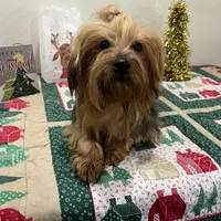 Chloe, a female Yorkshire Terrier for sale in Wingate, NC – Photo 1 of 5